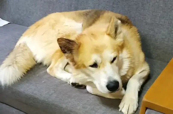 Найдена собака, Бронницы, фото: Найден собака, Пушкинская улица, 3А, Бронницы - молодая помесь хаски с алабаем