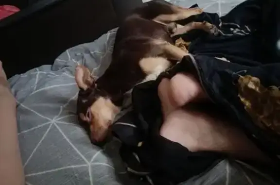 Пропал собака, улица Бажова, 117, Челябинск - шоколадный с белым, шрам над глазом - photo