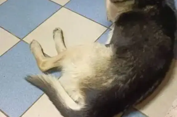 Пропал собака, Пушкинская улица, Воронеж - серый с чёрным - photo