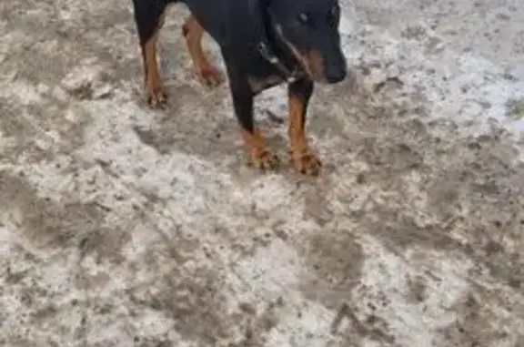 Найдена собака, Псков, фото: Найдена собака с ошейником, Юбилейная улица, 14, Псков
