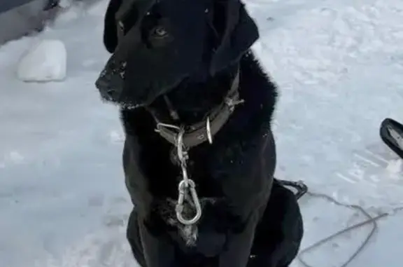 Найдена собака, Щёлково, фото: Найден собака, мужской, улица Жуковского, Щёлково - доброжелательный, знает команды