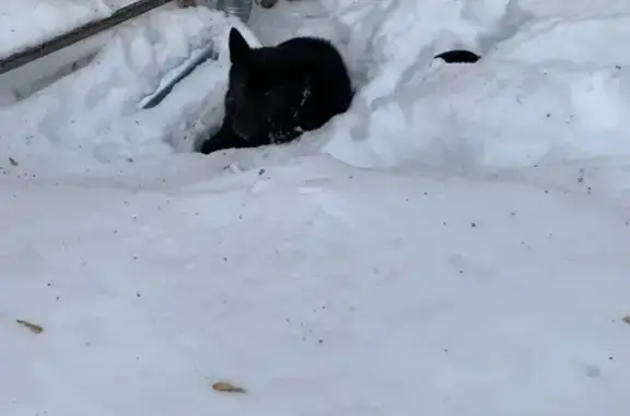 Найденные животные Бор, фото: Найдена собака, улица Свободы, 2, Бор - чёрный пёс с ошейником