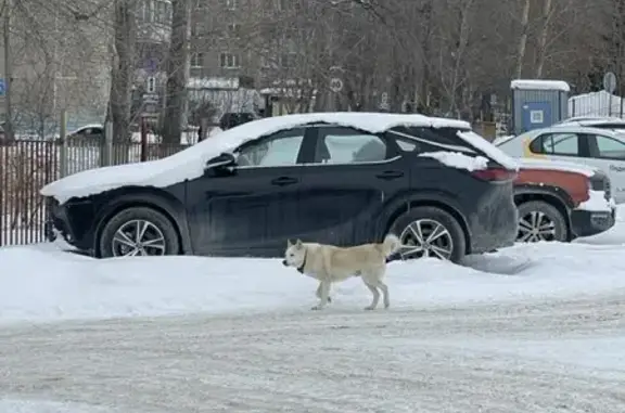 Найдена собака, Челябинск, фото: Найдена собака, Жилая улица, Челябинск - светлый окрас, ошейник