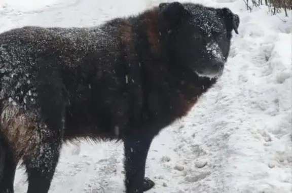 Найдена собака, Санкт-Петербург, фото: Найдена собака, улица Генерала Кравченко, 5 к2, Санкт-Петербург - чёрная пушистая