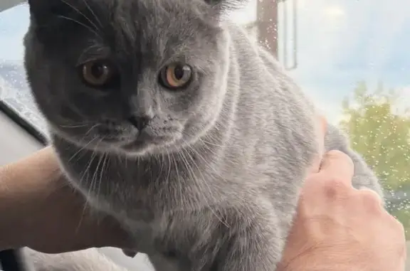 Пропал кот, улица Фрунзе, Иваново - возможно в районе Минеева - photo