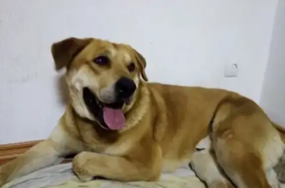 Найдена собака, Ярославль, фото: Найден собака, Пионерская улица, 3, Ярославль - рыжий окрас, хромает