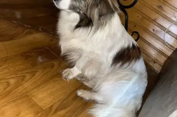 Пропала собака, Воскресенское сельское поселение, Вологодская область - белая с пятнами - photo