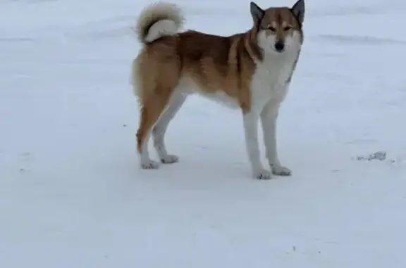 Найдена собака, Воскресенский район, фото: Найден кобель лайки, за селом Елшанка, Воскресенский район