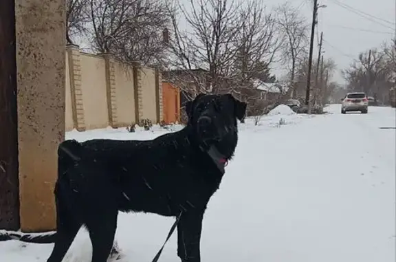 Собаки потеряшки, Ростов-на-Дону, фото: Потеряшка собака, 1-я Круговая улица, 29, Ростов-на-Дону - черный лабрадор