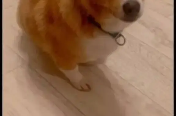 Пропала собака, Засечное, Пензенская область - метис корги, рыжая с белым пятном - photo