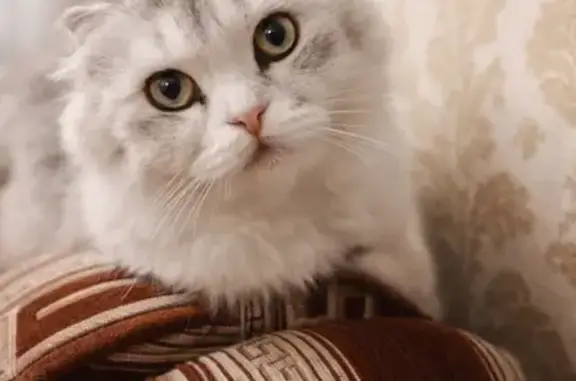 Найденные животные Саратов, фото: Найдена кошка, улица Благодарова, 1Б, Саратов - шотландская вислоушка