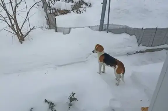 Найдена собака, Воронеж, фото: Найдена собака, Смородиновая улица, Воронеж - белая с рыжими и чёрными пятнами