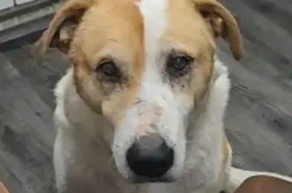 Пропал собака, мужской, Октябрьская улица, Троицкое - плохо слышит и видит - photo