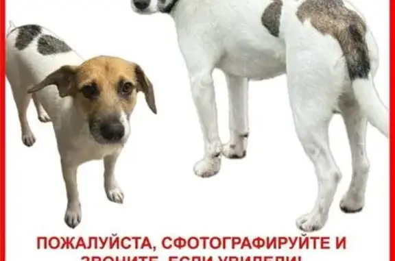 Пропала собака, 2-й Дорогобужский пер., 9 - photo