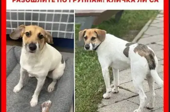 Пропала собака, ул. Малевича, Сколково - photo