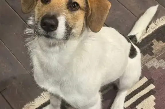 Пропала собака, Сколковское шоссе, Москва - белая с рыжей мордой и пятнами - photo