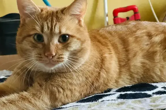 Кошки потеряшки, Мичуринск, фото: Потеряшка кот, Октябрьская улица, 72, городской округ Мичуринск - рыжий, откликается на кличку Симба