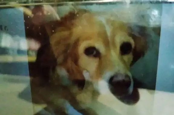 Пропал собака, проспект Советской Армии, Новокузнецк - рыжий с белой полосой на морде - photo