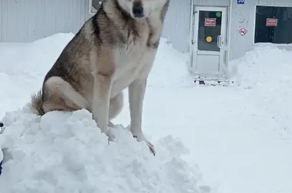 Найдена собака, Пенза, фото: Найден собака, мужской, улица Клары Цеткин, городской округ Пенза