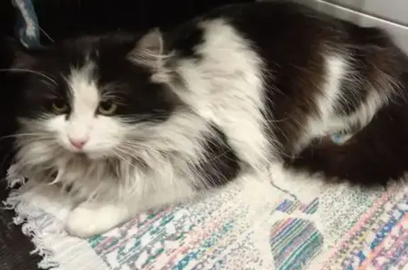 Найдена кошка, Кунгур, фото: Найдена кошка в подъезде, Заводская улица, Кунгур