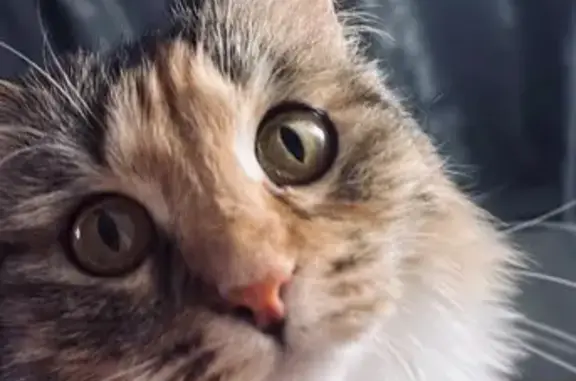 Пропала кошка, улица Воровского, Челябинск - откликается на имя Буся - photo