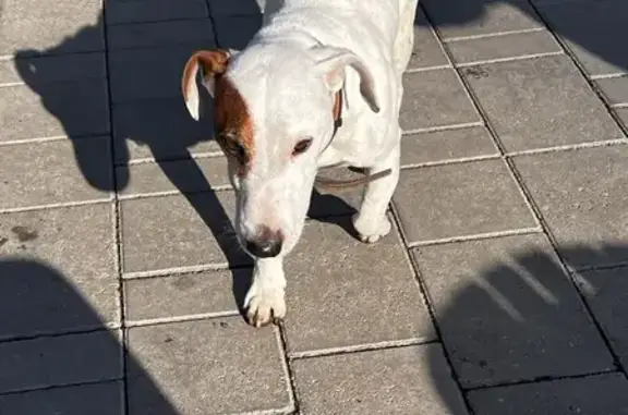 Найдена собака, Владикавказ, фото: Найдена собака, Владиккавказ, Северная Осетия — Алания - Джек-рассел-терьер с коричневым ошейником