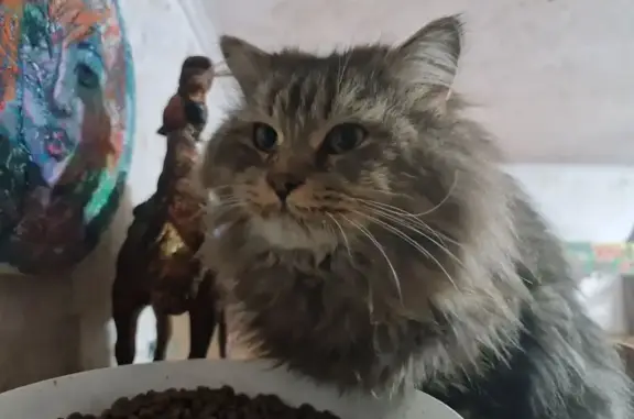 Пропал кот, 36, Гомнино, Лыщиково - большой и пушистый - photo