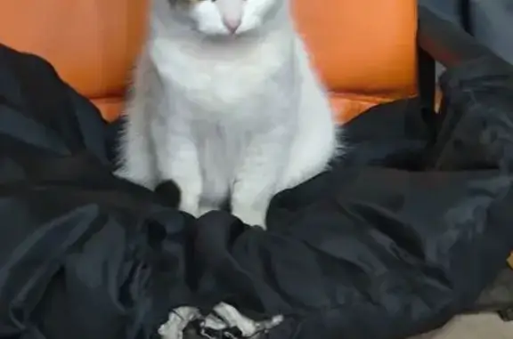 Найдена кошка, Шуя, фото: Найдена кошка, 2-я Московская улица, 38, Шуя - белая с чёрной шапочкой