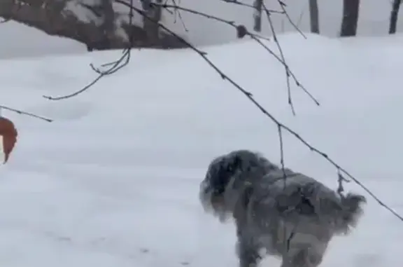 Найдена собака, Москва, фото: Найдена собака, Аминьевское шоссе (дублёр), Москва - боится, не подходит