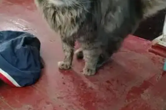 Найдена кошка, Ленинградская, фото: Найдена кошка, Красная улица, 137, Ленинградская - серый пушистый кот