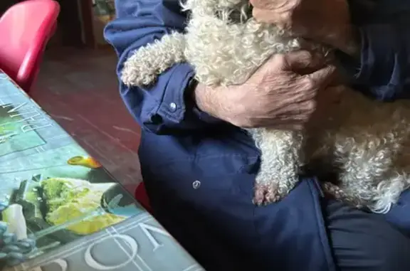 Пропала собака, женская, Череповецкая улица, 24, Москва - белая кудрявая - photo