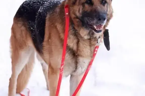 Найдена собака, Соболиха, фото: Найден собака, Соболица, Московская область - крупный кобель немецкой овчарки
