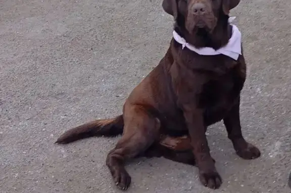 Найдена собака, Астрахань, фото: Найден собака, Астрахань - шоколадный лабрадор