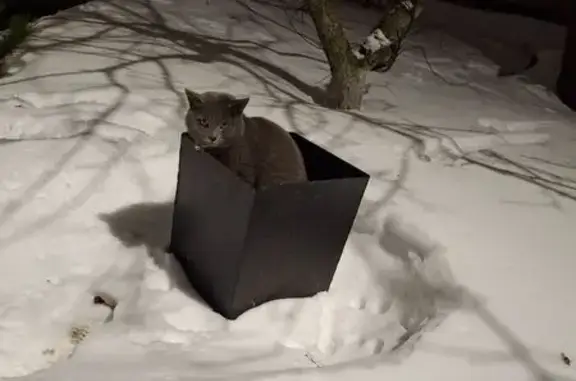 Найдена кошка, Клинцы, фото: Найдена кошка с ошейником, улица Ворошилова, 40А, Клинцы