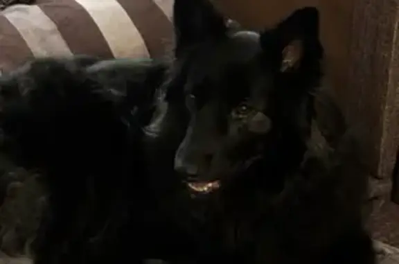 Пропала собака, Центральная улица Вишнёвый Сад, 1090, Ульяновск - чёрная с белой грудкой - photo