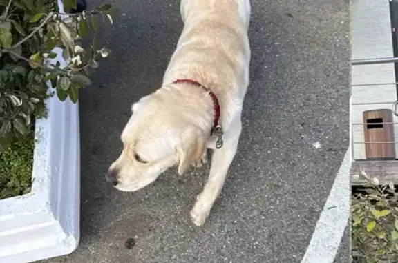 Найдена собака, Эстосадок, фото: Найдена собака, Эстонская улица, 105, Эстосадок - красный ошейник