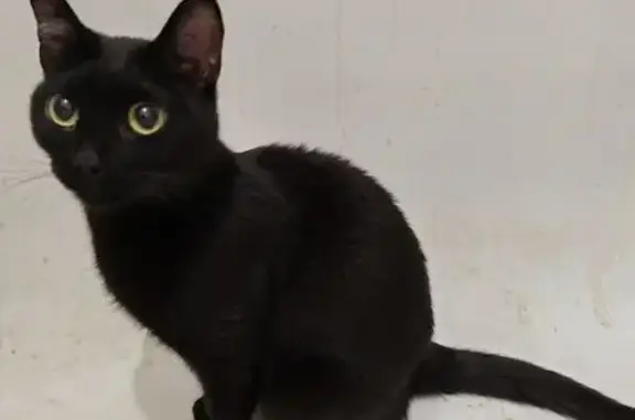 Найдена кошка, Барнаул, фото: Найден кот, улица Матросова, 195, Барнаул - черный молодой, ласковый