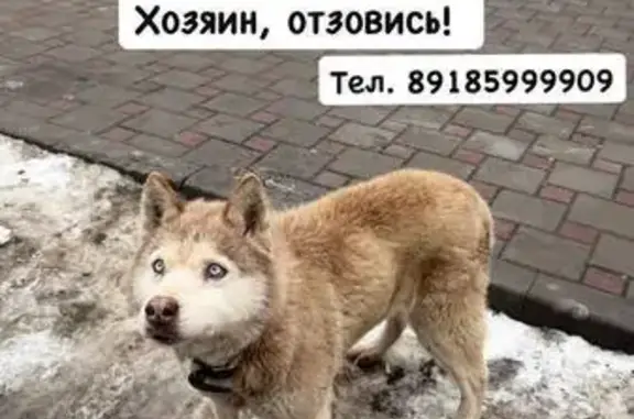 Найдена собака, Камышеваха, фото: Найден собака, Светлая улица, Камышеваха - бежево-коричневый хаски с голубыми глазками