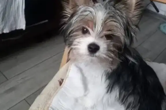 Пропала собака, Новая улица, 7, Ликино — Йорк по кличке Сэм - photo