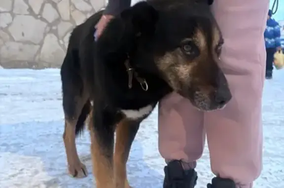 Найденные животные Уфа, фото: Найдена собака, Комсомольская улица, 12/1, Уфа - с ошейником