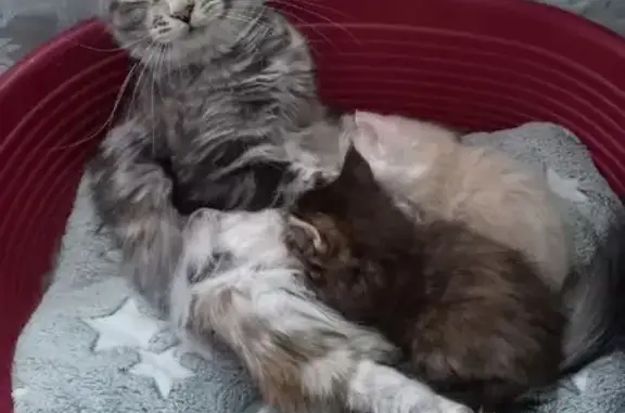 Кошки потеряшки, Архангельск, фото: Потеряшка кошка, Ленинградский проспект, 375, Архангельск - серая с рыжими пятнами