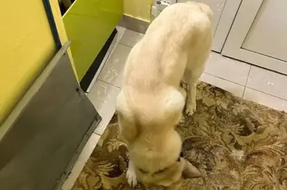 Найденные животные Новочебоксарск, фото: Найдена собака, Южная улица, 7, Новочебоксарск, скулит, ищет хозяина