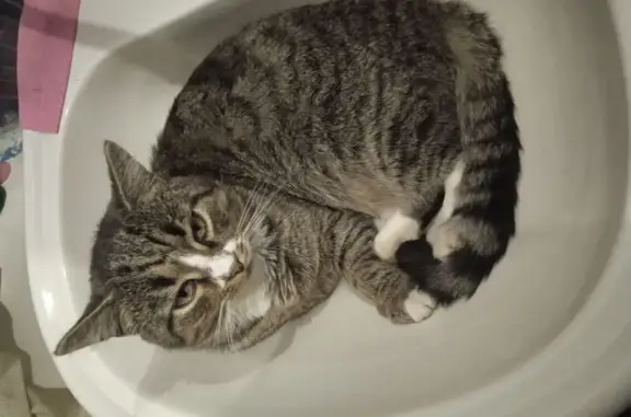 Пропал кот, Пограничная улица, 15-2, Лодейное Поле - трёхцветный, с белой грудкой - photo