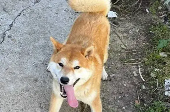 Пропал собака, улица Фёдора Гладкова, 22, Чебоксары - добрый и хороший - photo