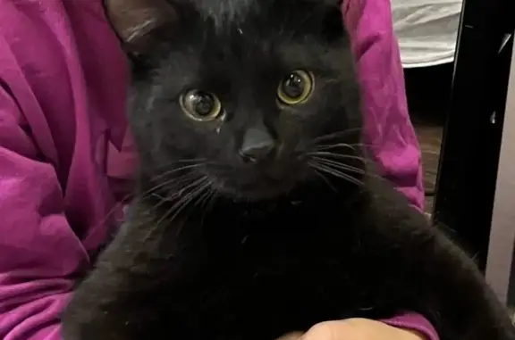 Пропал кот, городское поселение Камызяк, Астраханская область - белые волосы в ушах - photo