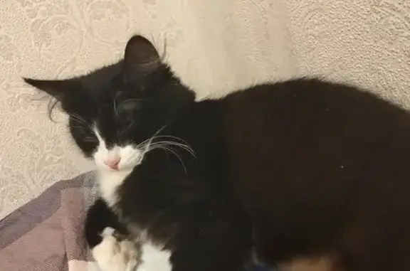 Пропал кот, Вокзальная улица, 140, Магнитогорск - чёрный с белым окрасом - photo