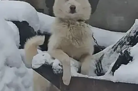 Пропал собака, мужской, Оборонная улица, 27, Апшеронск - белый с карими глазами - photo