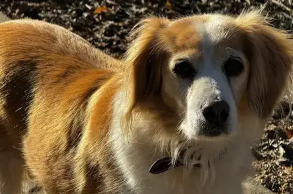 Найдена собака, Пятигорск, фото: Найдена собака, Машук, Пятигорск - чистая и ухоженная