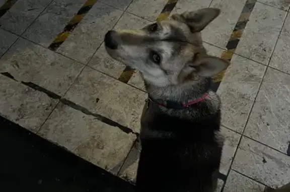 Найдена собака, Краснодар, фото: Найдена собака, улица 40 лет Победы, Краснодар - ошейник с брелком