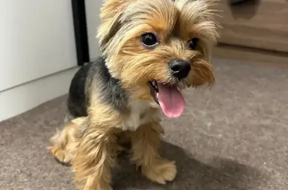 Найденные животные Новосибирск, фото: Найден собака, улица Достоевского, Новосибирск - мальчик йоркширский терьер